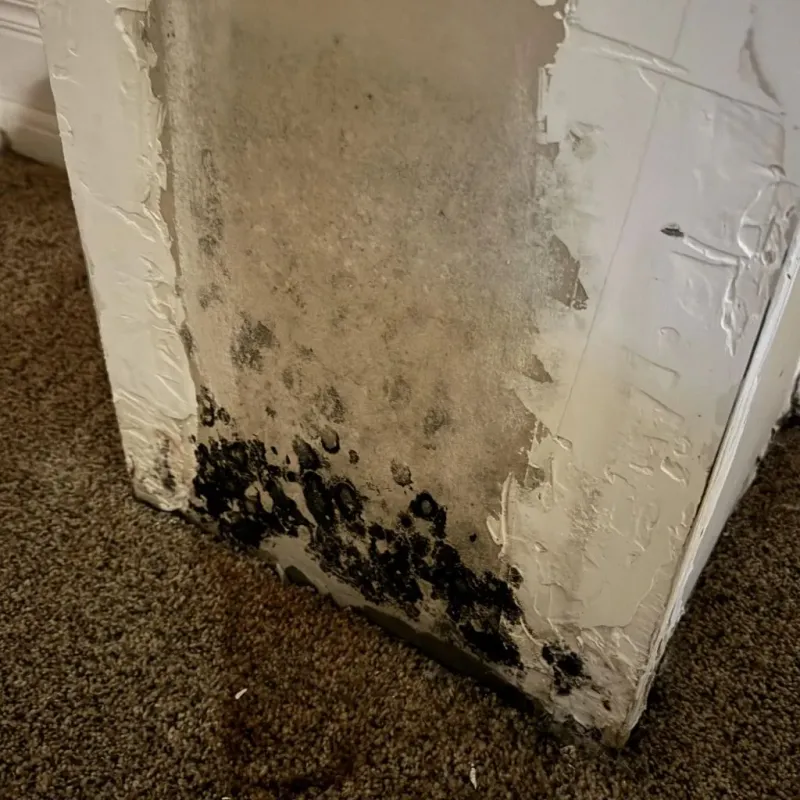 Professional Mold Removal in Rockwell, NC
